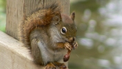 PICTURES/Fundy National Park - Dickson Falls/t_Red Squirrel3.JPG